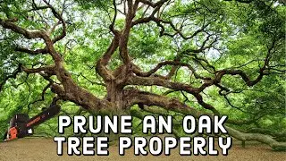 Как правильно обрезать дуб 🌳 | Своими руками