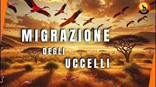 Svelando il mistero della MIGRAZIONE degli UCCELLI