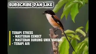 Terapi Stress dan Masteran Burung Pentet, bisa untuk Masteran burung lainnya #Pentet#terapistress