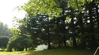 What animal/bird am I hearing?
