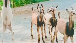 Unique  Barbari Goats For New Adoptions | Nayab  Markhor Bakri