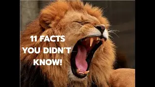 11 Shocking Lion Facts You Didn&rsquo;t Know!
