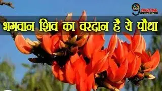 भगवान शिव का वरदान है ये पौधा, जानिए कौन सा है ये पेड़...| Shiva blessed palash tree