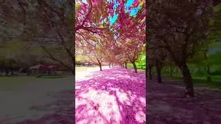 Spring is in the air at the Brooklyn Botanic Garden #vr #travel #nyc #nature