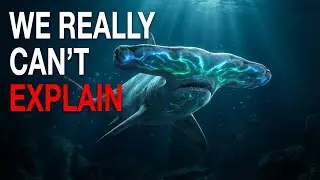 Nothing About Hammerhead Sharks Is Normal.... Here&rsquo;s Why