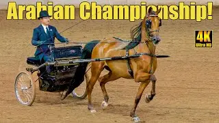 Arabian Country Pleasure Driving Championship | Scottsdale Arabian Horse Show