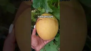 Grew my first hami melon this year. ABSOLUTELY DELICIOUS 😋 #gardening