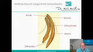 Zahnwechsel der Schneidezähne / Altersbestimmung beim Pferd