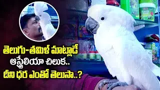 Must Watch: Corella Cockatoo Parrot Information || Corella Cockatoo Parrot Price || Talking Cockatoo