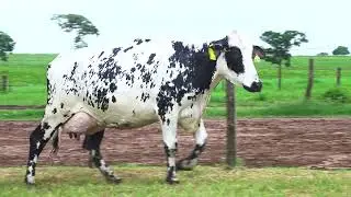 LOTE 53 0908 CR