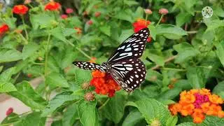 Beautiful Butterfly video/Nature beauty status