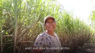 AMS Competitiveness Program throughout Belize's Sugar Belt