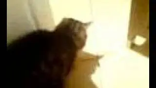 cat throwing up hairball