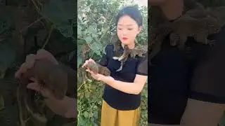 Squirrel Cute Pet Red bellied Squirrel Breeding Farm