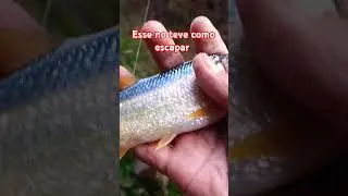 Tajabeco n&atilde;o pode escapar #pescaria #pesca #peixe