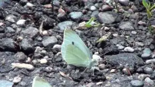 Cabbage White (Pieridae: Pieris rapae) on Ground