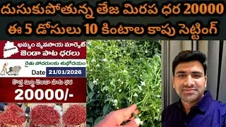 #దుసుకుపోతున్న మిరప ధర 20000 కుంటా ఈ 5 డోసులకి 10 కింటాల దిగుబడి పక్క @MB-uk4gl 