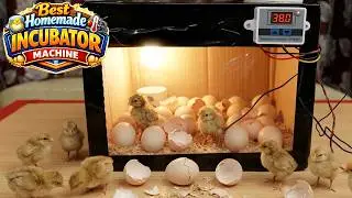 BEST EGG INCUBATOR MAKING WITH CARDBOARD BOX 100% EFFICIENT
