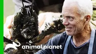 Catching Giant Crayfish In Tasmanian Rivers | Jeremy Wade's Dark Waters