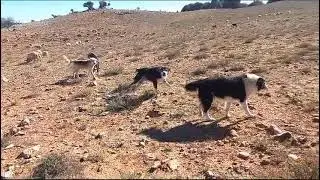 Atlas Mountains - Tutti i cani del mondo nascono dagli antichi meticci dei villaggi!