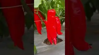 Incredible Chili Pepper Farm Harvest | Relaxing Gardening & Vegetable Growing ASMR! #shorts