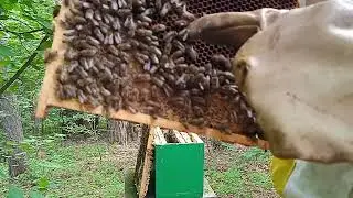 Plemenáč měsíc po odebrání matky a co teď budu u včel dělat