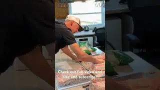 Curing homemade bacon