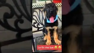 funny gsd puppy videos || funny dog corona videos 🐕😂🤣 || COVID test at home || #shorts #gsdpuppy
