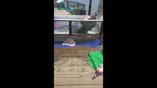Mermaids Performing in Canada #teamhailey #mermaid #livestream