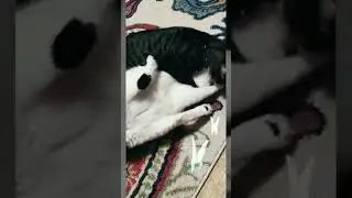 Rescue Cat Fight Club