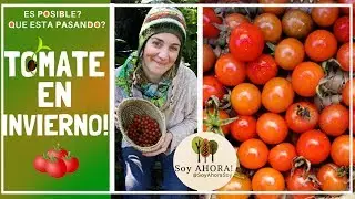SI! TOMATE EN INVIERNO?? ES POSIBLE?