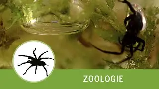 Die Wasserspinne