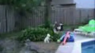 Siberian Husky Chase