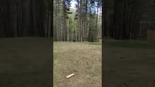 Bernese mountain dog playing fetch