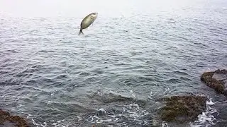Salvataggio salpa e vergogne a rock fishing.