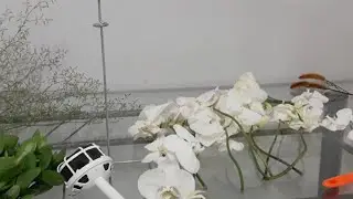 Buquê Em Suporte Floral Com Orquídea