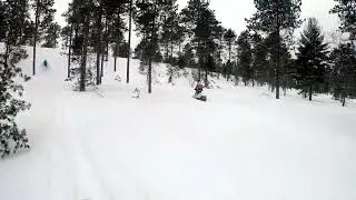 Pine Stump 2022 #2
