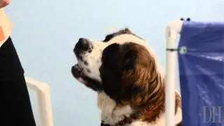 Growly Dog Class