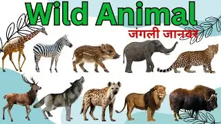 Wild Animals for Kids | Learn 25 Wild Animals Names in English with sounds #animals #wildanimals