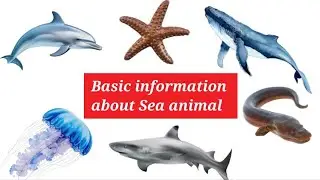 sea animals name| basic information about sea animal| water animal| #seaanimals