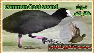 صوت طائر الغر # common Coot sound