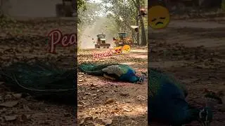 400 Acres of Forest Destroyed by Bulldozers in Hyderabad Environmental Crisis #forest #savewildlife