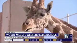 Lion Habitat Ranch celebrates World Wildlife weekend in Las Vegas with birthday bash