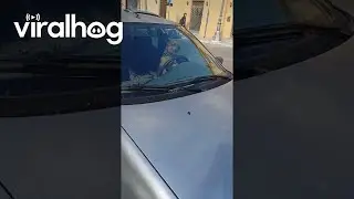 Impatient Dog Honks Car Horn || ViralHog