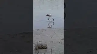 Flamingo &icirc;n Calpe, Spania.