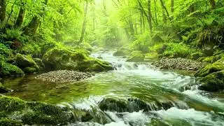 Calm River in Deep Forest, Gentle Flowing Water and Birds Singing, Relaxing Nature White Noise