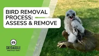 Skedaddle Bird Removal Process: Assess And Remove