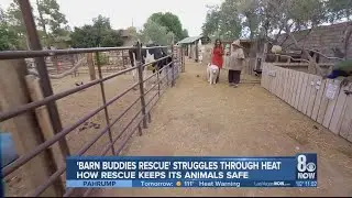 Owners of Las Vegas Farm, Barn Buddies prepares animals for extreme heat