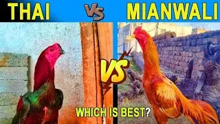 Thai murgha vs Mianwali aseel murgha||Thai rooster vs mianwali rooster||@nayyabaseels2199