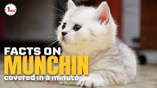 Short on legs but Big on Personality!  | Munchkin Cat in 1 Minute | AnimalSnapz